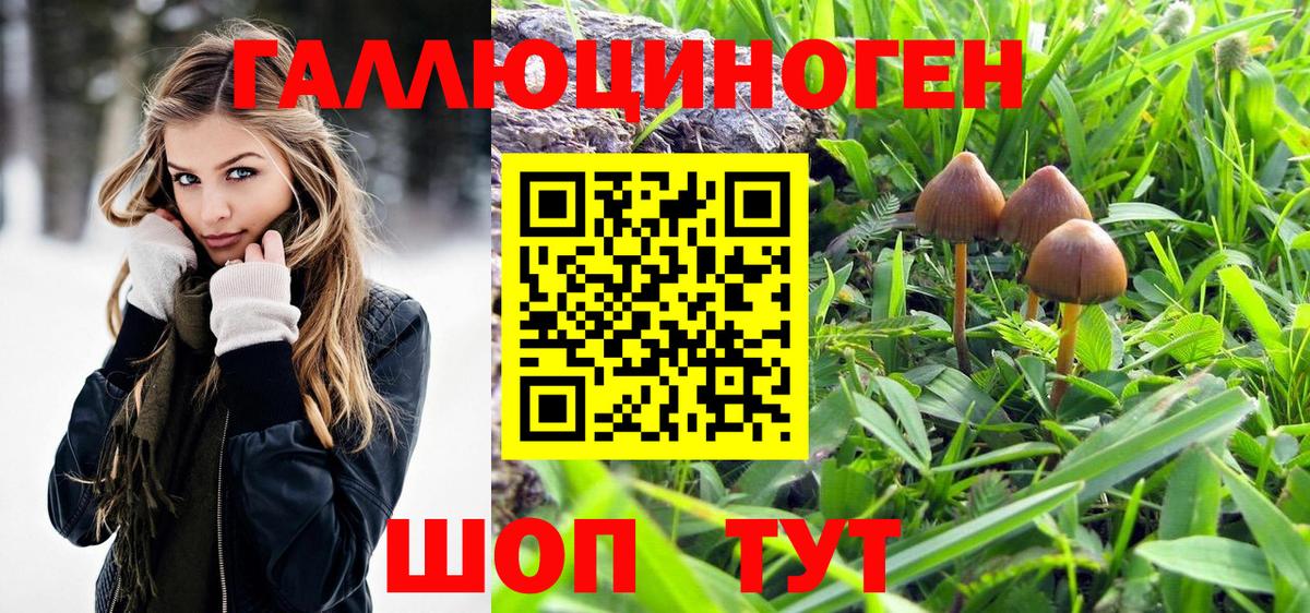 Галлюциногенные грибы Psilocybe  Вход с VPN  Краснодар  Галлюциногенные грибы GOLDEN TEACHER 